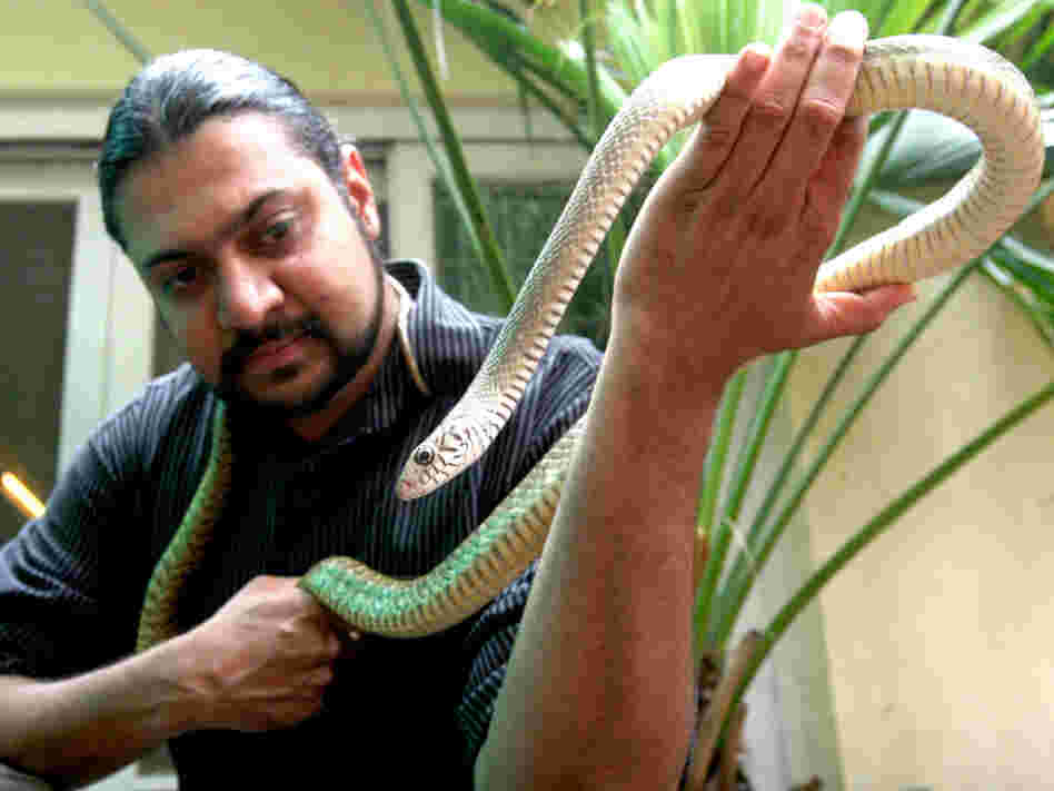 Kartick Satyanarayan, of the animal rescue group Wildlife SOS, holds a rat snake. The group says it is trying to retrain traditional snake charmers and use their skills to remove dangerous snakes from populated areas where they threaten people. Kartick Satyanarayan, of the animal rescue group Wildlife SOS, holds a rat snake. The group says it is trying to retrain traditional snake charmers and use their skills to remove dangerous snakes from populated areas where they threaten people.